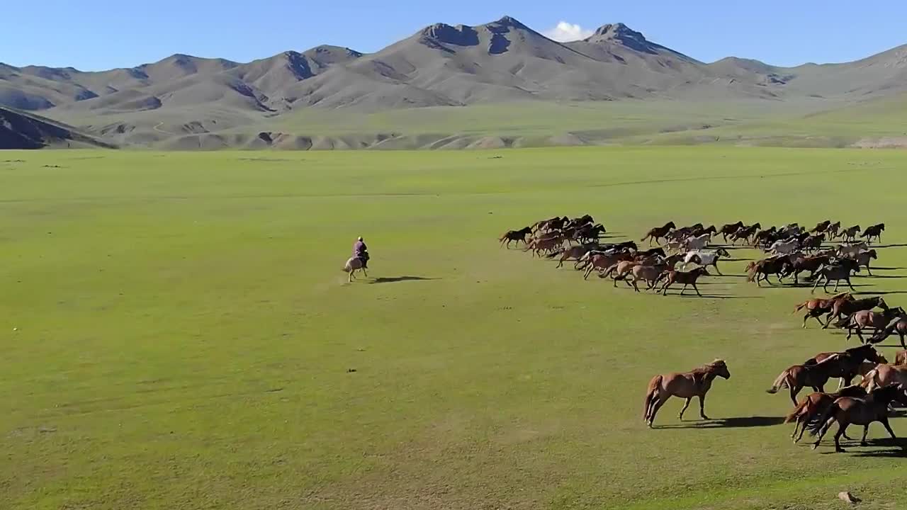 Man on horseback trying to catch free wild horses on a plain