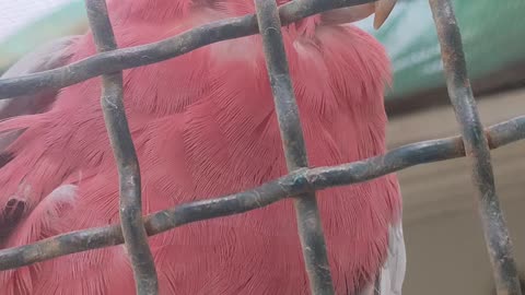 Pink parrot 🦜 amazing and funny