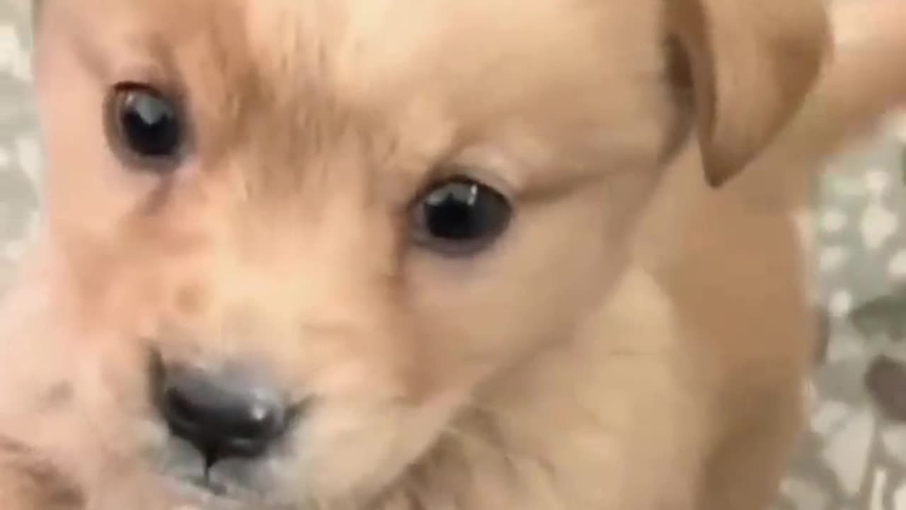 Cute baby dog barking