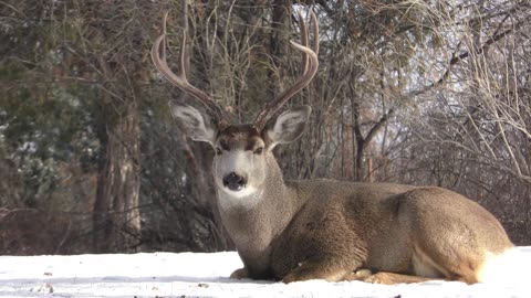 Forest Wildlife In - Animals That Call The Forest Home | Relaxation Film