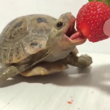 The turtle eats strawberries
