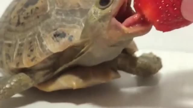 The turtle eats strawberries