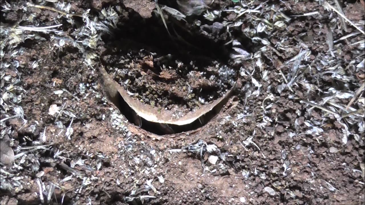 Trapdoor Spider Slaters Snatched