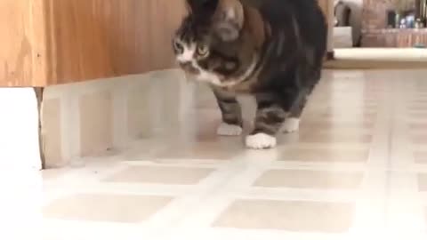 Cortei Gato da minha vida. Aqui está o que aconteceu
