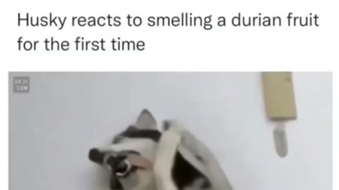 Husky reacts🤣 to smelling a durian fruit for the first time