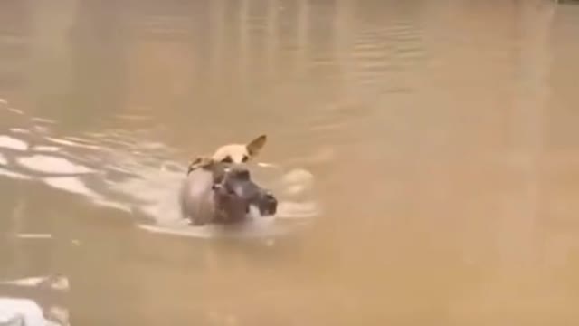 Mother dog saves her son from drowning during flood season