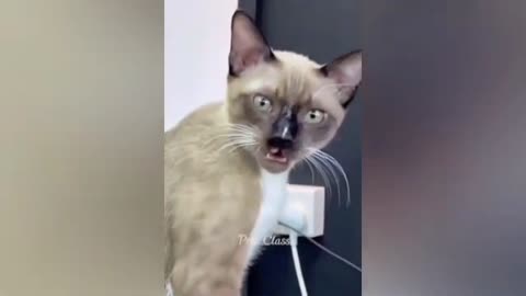 Funny animals😂😂😂 funny cats😂🤣