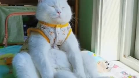 Best Funny Cute Cats Video