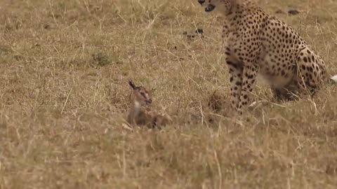 [!!Shaky Video!!] Cheetah playing with baby gazelle before eating it-9