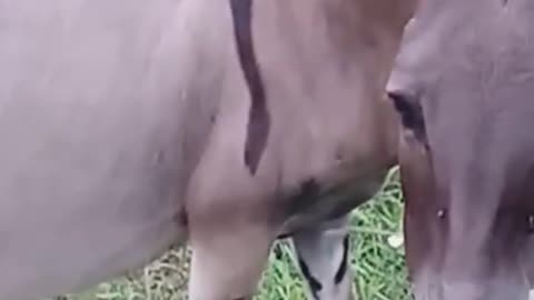 #donkey