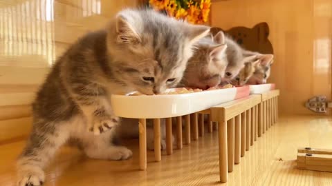 Cats eating food