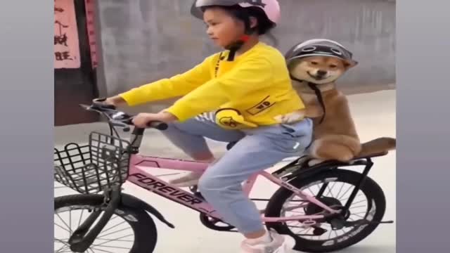 funny cats and dogs