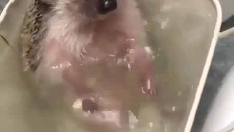 A hedgehog who likes to bathe.