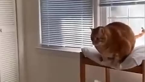 funny animals compilation