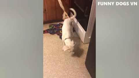Funniest Animals Video - Funny Dogs And Cats - Try Not To Laugh Animals 2022