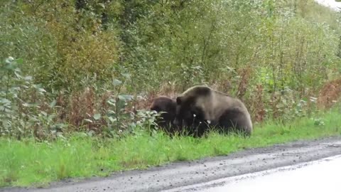 Joe Rogan voice overs a Bear fight