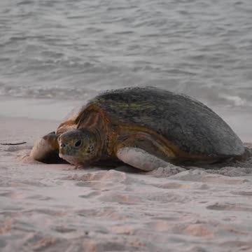 Tortoise In The Land Water #Tortoise_In_The_Land_Water#animals_Nuture #tortoise #Tortoise