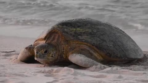 Tortoise In The Land Water #Tortoise_In_The_Land_Water#animals_Nuture #tortoise #Tortoise