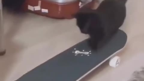 Cute Cat Loves Skating | Cat loves skateboarding | Cute Animals | Funny Animals | #Cute #Cat #Shorts