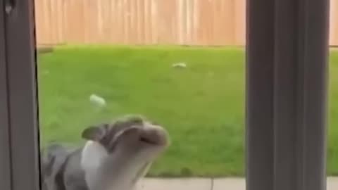 Funny animal video