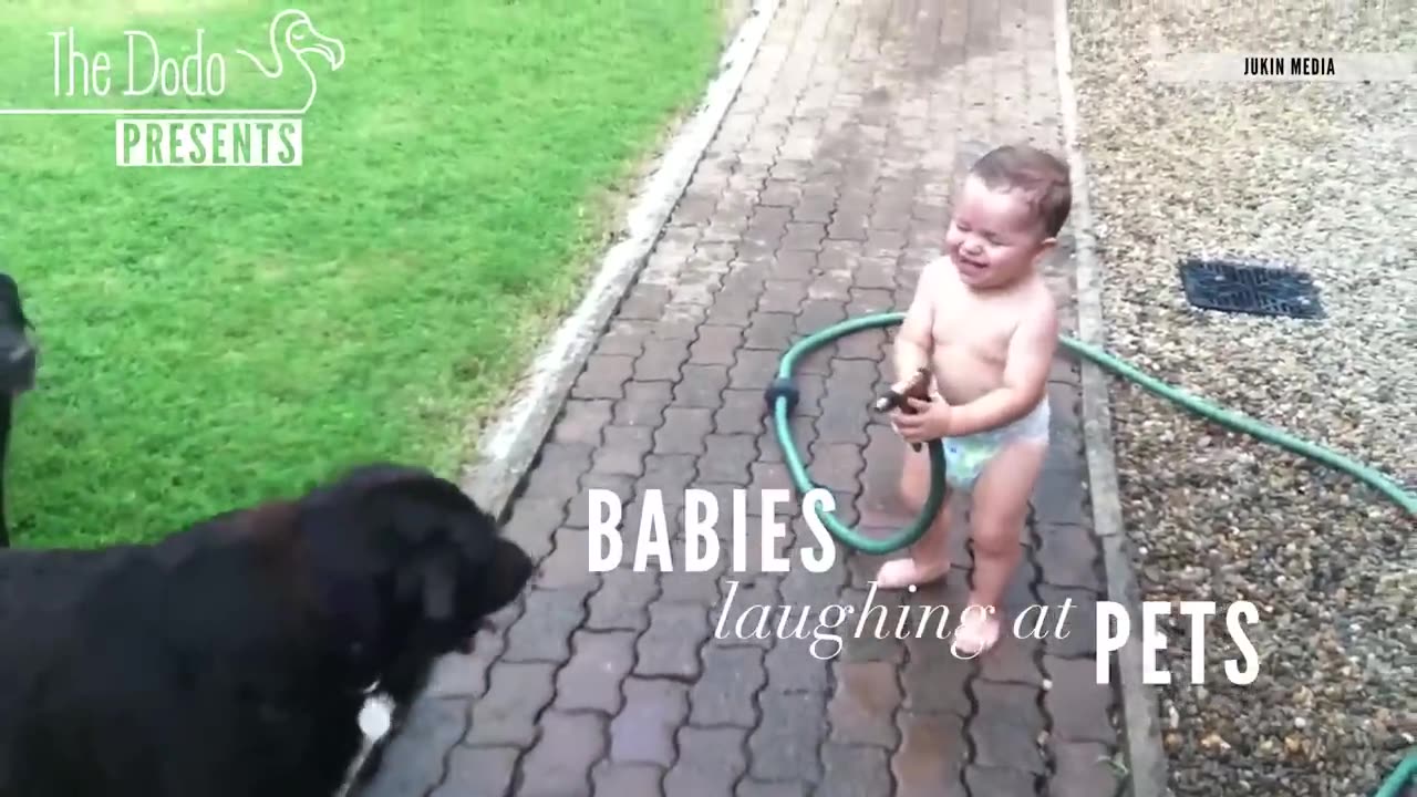 Babies Laughing At Pets | The Dodo