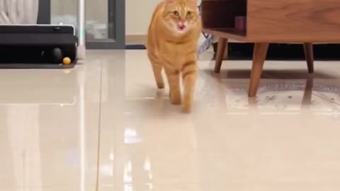 Superstar😹