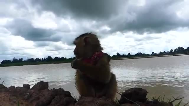 FUNNY monkey Ross and dogs swimming IN POND VERY FUNNY