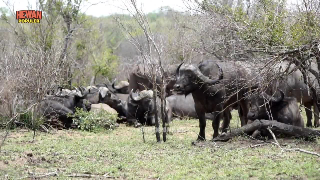 When African Wild Elephant vs Buffalo Meet in the Wild. This is the result of the fight.