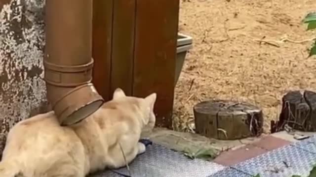 when the pet cat goes hunting #funny #animals #foryou #pet #cat #haha