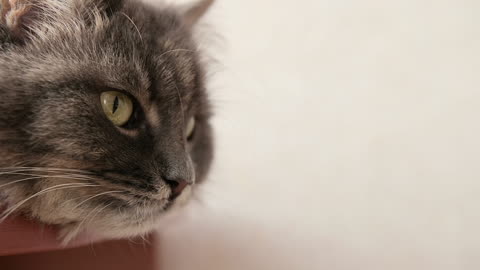 Portrait Of Cute Black Cat Lying On Floor