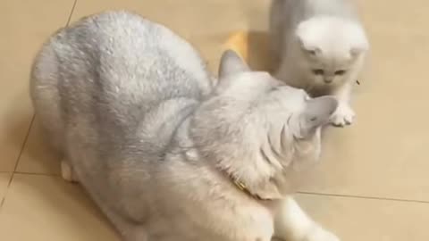 Baby cat 😺 play with mother 😺🐈#short# viral #funny# animal #cut