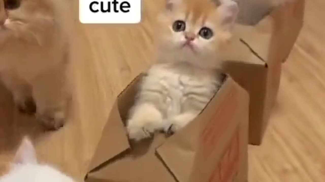 Funny Cat videos