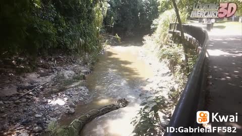 incredible size of this phyton snake recorded while passing through the river