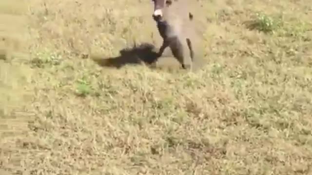 Animals running on the farm