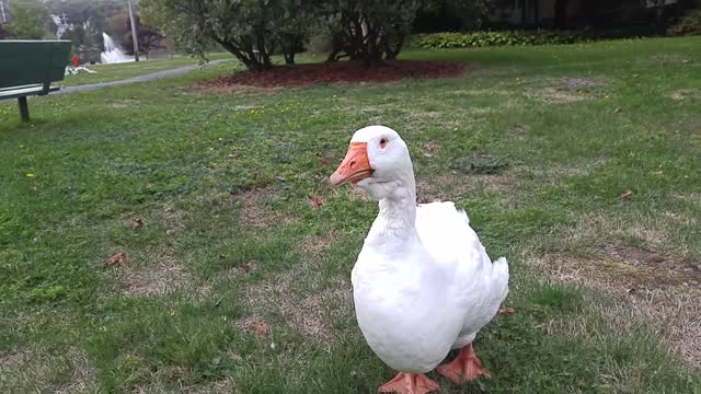 Old Gal and Sam talking to me