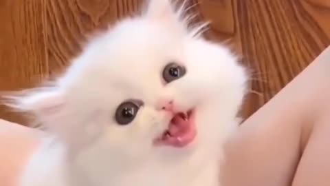 cute cute cat