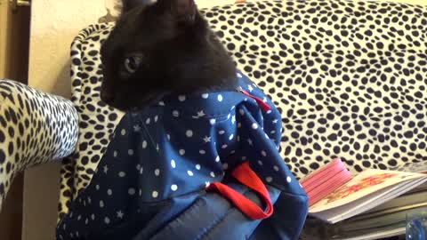 Cat backpack bag joke