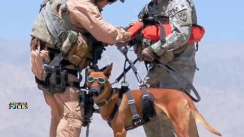 Can the army buy dogs?##army dogs training and life &!!