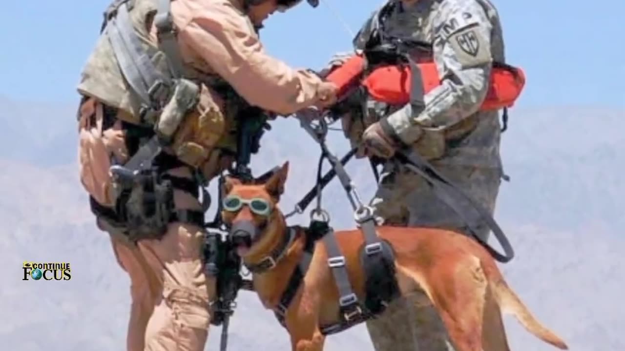 Can the army buy dogs?##army dogs training and life &!!