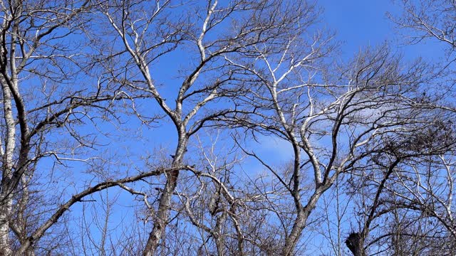 Healing sounds of Winter Forest Birdsong Soothes _ For Reading and Good Sleep _ 4K video