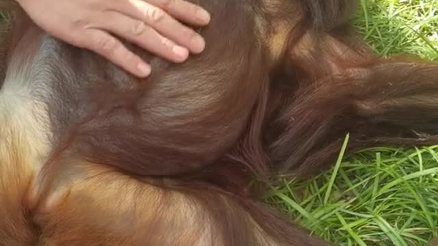 orangutans