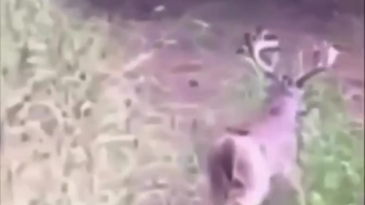 Funny Animals Videos. Oh Dear why you flipping out?