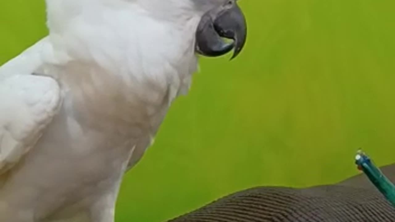 Funny parrot