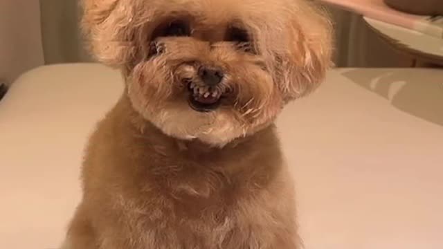 이쯤하면 욕쟁이 할매보다 고약한 수준🐻