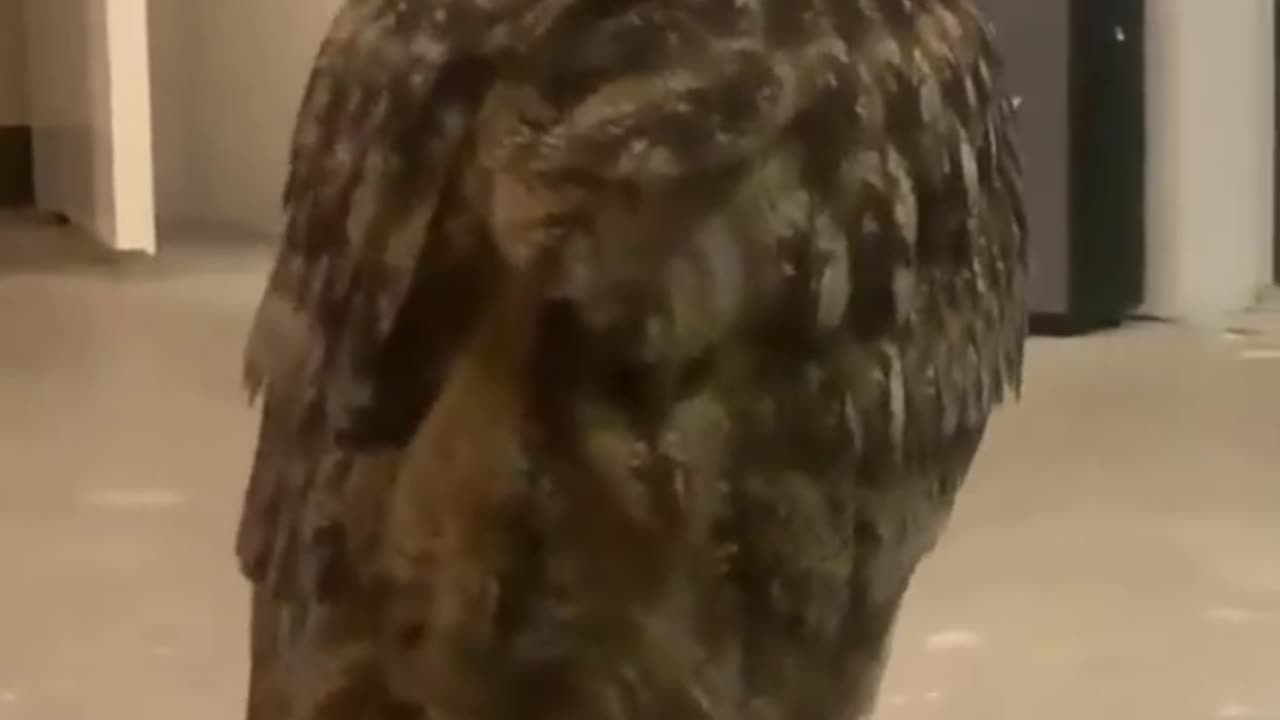 OWL VS RAT