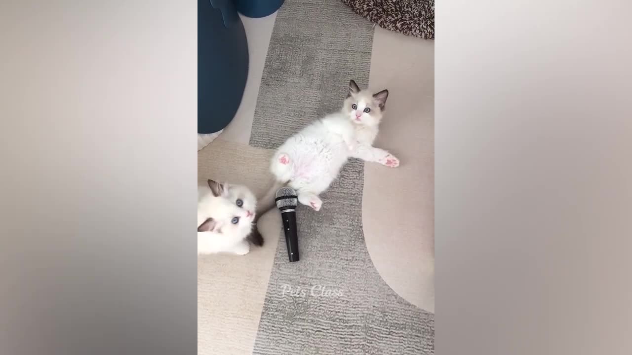 Cat Fumny Video