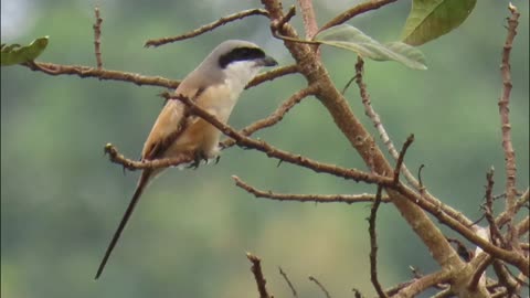 Long-tailed shrike sound