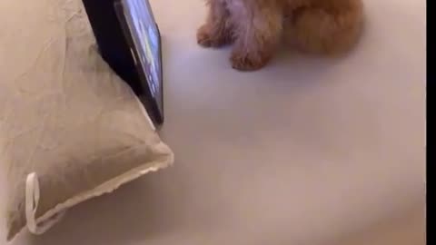 Funny video part 8 #fun #funny