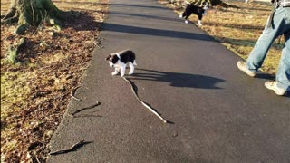 Bella Going Home