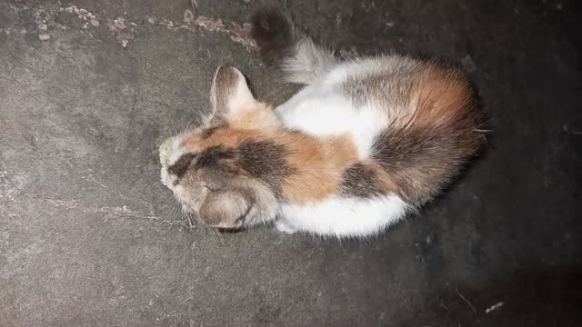 My Cute Cat Always sleeping